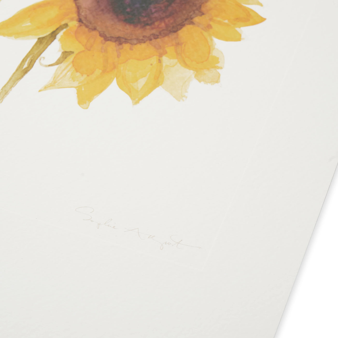 Archive Multi Sunflower Print