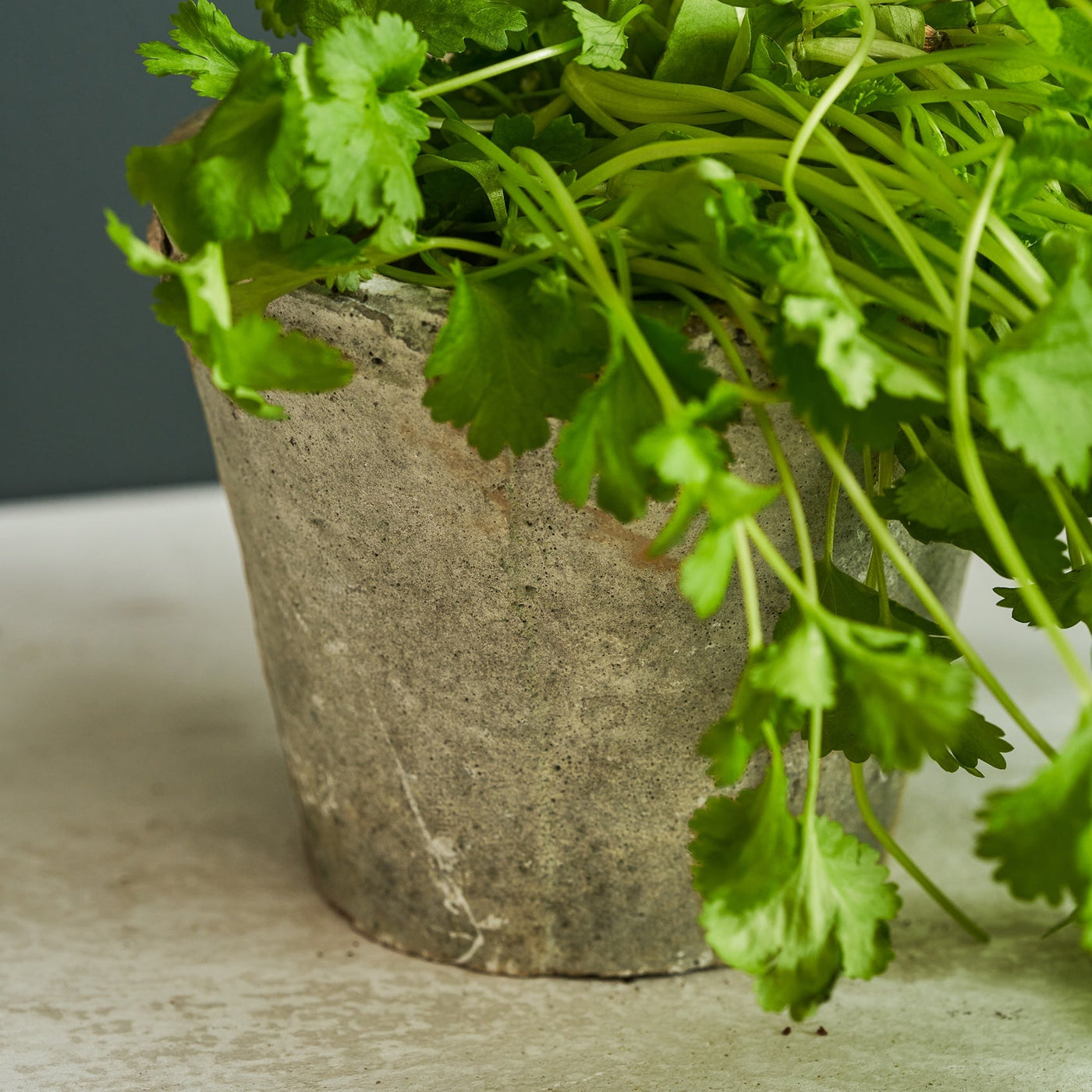 Aged Stone Terracotta Pot