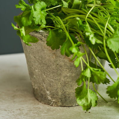 Aged Stone Terracotta Pot