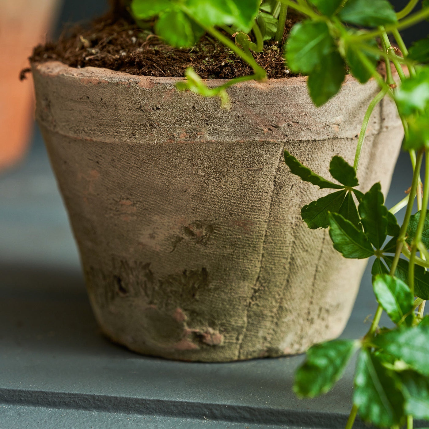 Aged Terracotta Pot